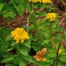 곰배령화원 이미지