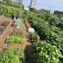 종구농장 | 주말농장 가을 쪽파심기 &amp; 땅콩수확 후 텃밭 이야기