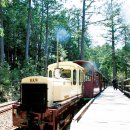 나무사이로 이미지