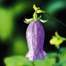 아침의 향기 이미지