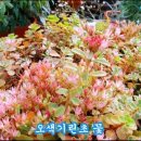 무늬맥문동농원