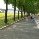 유채꽃향기처럼 이미지