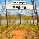 인천 계양구 포시즌가든 새로 생긴 수선화 꽃구경 명소