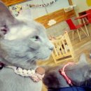 마오네(1호점) 이미지