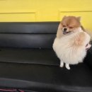 멍쉬멜로 이미지