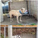 땡칠이네 이미지