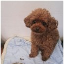 곁에 있을개 이미지