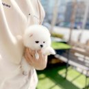 해피간석동암역대리점 | 인천강아지분양 전문적인 애견분양 하는 곳에서!