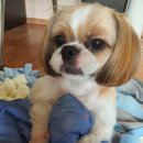 벨라 펫샵 이미지