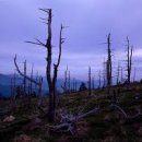 황금방석 이미지