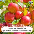 과일 사과(沙果 또는 砂果) ; 모래 같이 사각 사각거리는 느낌의 과일 이미지