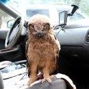 부엉이집 이미지