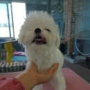 이쁘개 해줄개 이미지