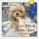 TOP클래스미용재료 | 애견미용학원 원데이클래스 셀프 강아지미용 정복하고 온 후기 (ft. 더펫코)