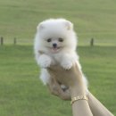 김해 강아지분양 고양이분양 도그하우스 대성점 | [공지] 웃는게 귀여운 화이트 포메라니안 구름이