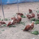 편안식당 이미지