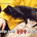 나만고양이없어 이미지