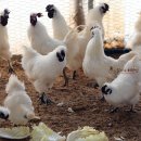 백봉한의원 이미지