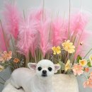 폼#반려견미용실 네이버블로그
