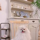 더케이동물병원 이미지