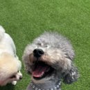 해피하개 이미지