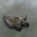 거북발전소 이미지