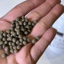 선 한약국 | 부산 다이어트 한약 내돈내산 후기 | 서면 롯데백화점 앞 청미래한약국 청비환(清肥丸)