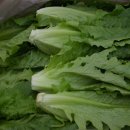 로메인 Daum카페