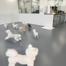 아지트 포 독 이미지