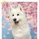 리즈애견미용 이미지