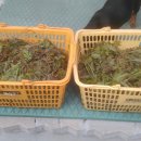 김성문농장 이미지