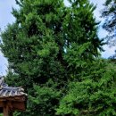 조정서원 | 영주 소수서원