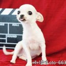 강쥐세상 이미지