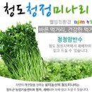 청정암반수로 농사지은 청도미나리 50% 맛보기이벤트 이미지