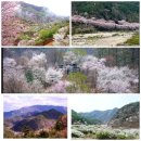 4월15일(토) 금산 비단고을 보곡산길에서 산벚꽃,야생화 술래길따라 걷기 이미지