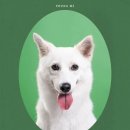 이영미헤어 - 송파구 거마로9길 24 | 은평구 스튜디오ㅣ반려견 프로필·증명사진 촬영, 이름 스튜디오 후기