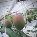 유일농장 이미지