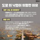 도로 위 비에 젖은 낙엽, 왜 위험할까요? 이미지