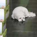 하대원공설시장 인근 이미지