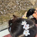 서울매헌초등학교 | [서울/서초구]양재시민의숲/양재천 벚꽃 구경왔어요^^