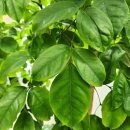 HAPPY TREE(해피트리) 이미지