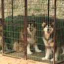 스타켄넬 이미지