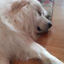 행복한 꿈을 꾸는 이미지