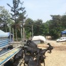 도니 친환경 목장 네이버블로그