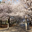 매탄(매여울공원) 이미지