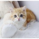 푸른바다독스쿨 | 설레는 첫 만남! 인천강아지분양 전문 버디독 방문 후기 🐾