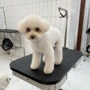 살롱드댕댕 이미지