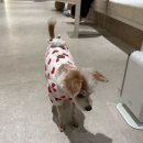 하리헤어 | 해운대미용실 담다헤어 시세이도클리닉 후기 (하리 디자이너)