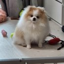 bbodog(뽀독) 이미지