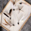 금고양이 이미지